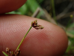 Isolepis inundata