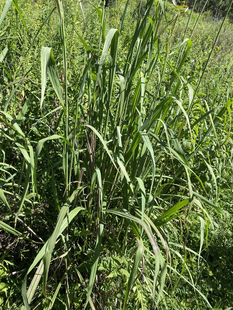 Vasey Grass from Sisonke, ZA-NL, ZA on February 1, 2024 at 09:03 AM by ...