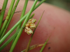 Isolepis inundata