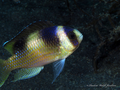 Amblypomacentrus breviceps