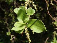 Muehlenbeckia complexa grandifolia