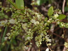 Muehlenbeckia complexa grandifolia