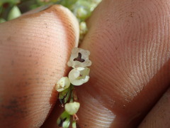 Muehlenbeckia complexa grandifolia