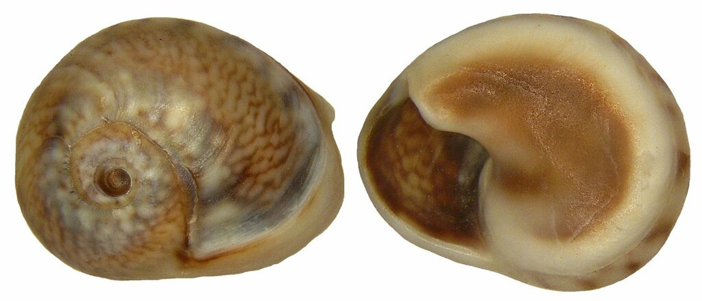 Tritia neritea