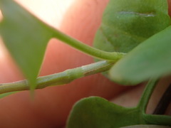 Muehlenbeckia complexa grandifolia