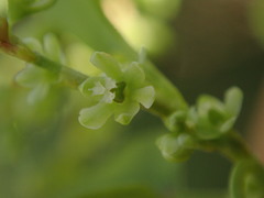 Muehlenbeckia complexa grandifolia