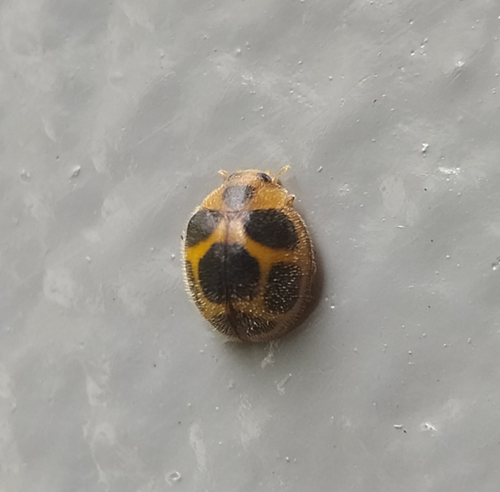 Chnoodes pentagona