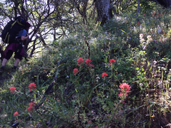 Castilleja affinis