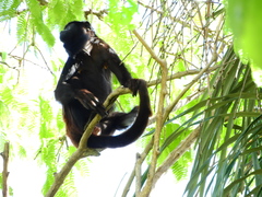 Alouatta discolor