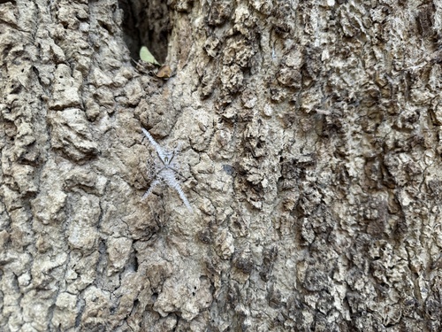 Argiope dang