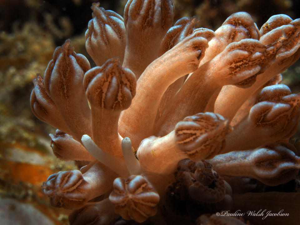 Mimic Nudibranch