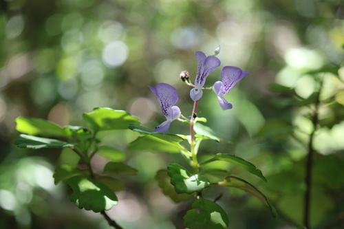 Foto de Boldo-gambá
