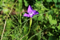 Ennealophus foliosus