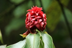 Costus comosus