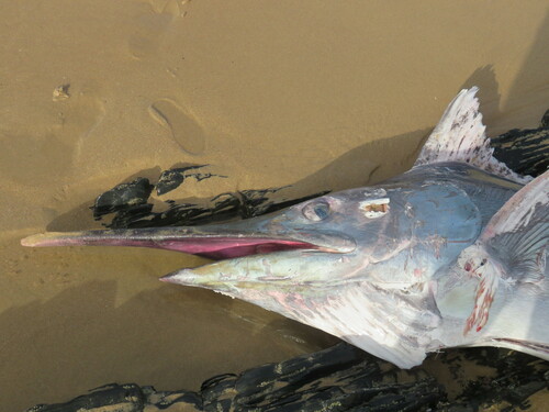 Foto de Aguja azul atlantica (Makaira nigricans)
