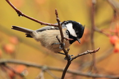 Coal Tit photo 6