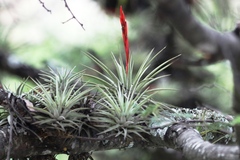 Tillandsia espinosae