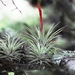 Tillandsia espinosae - Photo (c) subhashc, some rights reserved (CC BY-NC)
