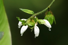 Loasaceae