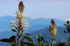 Oreocallis grandiflora