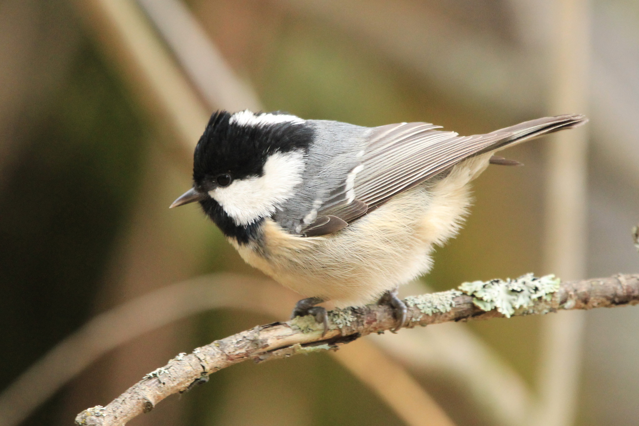 Coal Tit (Periparus ater) · iNaturalist