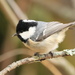 Coal Tit - Photo (c) yury-redkin, some rights reserved (CC BY-NC), uploaded by yury-redkin