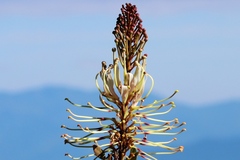 Oreocallis grandiflora