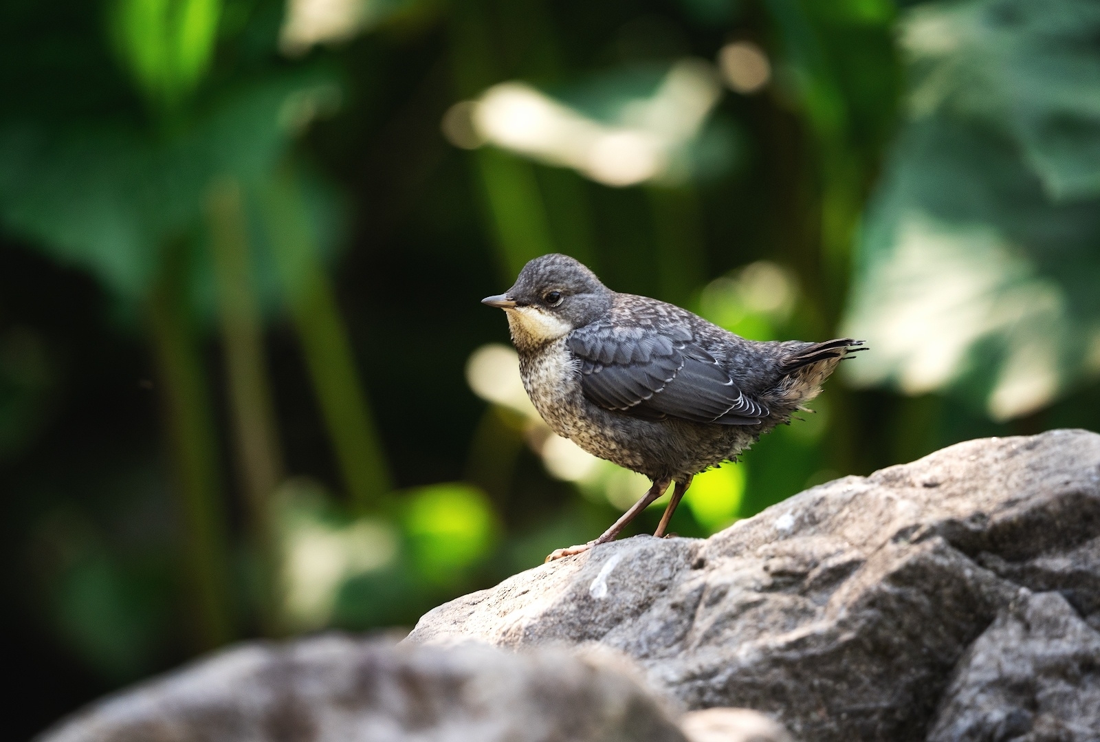 White-throated Dipper (Cinclus cinclus)