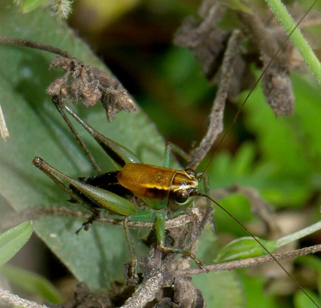 Melanoscirtes kibonotensis