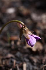 Viola dactyloides