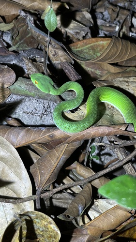 Ruby-eyed Green Pitviper