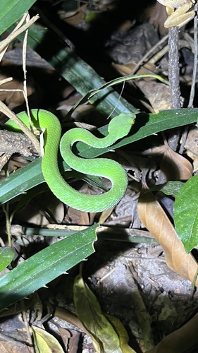 Ruby-eyed Green Pitviper