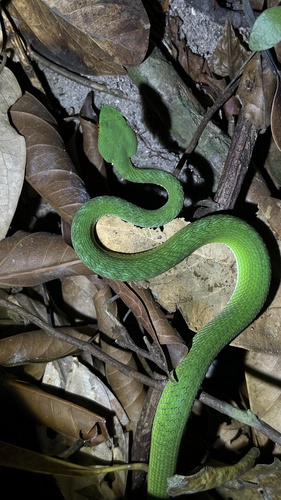 Ruby-eyed Green Pitviper