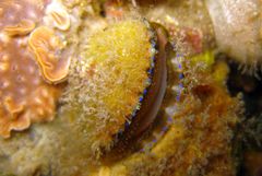 Mimachlamys asperrima