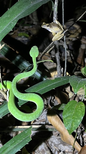Ruby-eyed Green Pitviper
