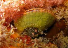 Mimachlamys asperrima