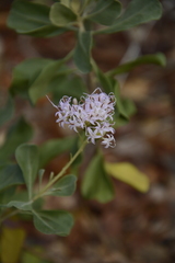 Garberia heterophylla image