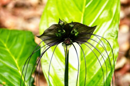 Foto de Flor-morcego