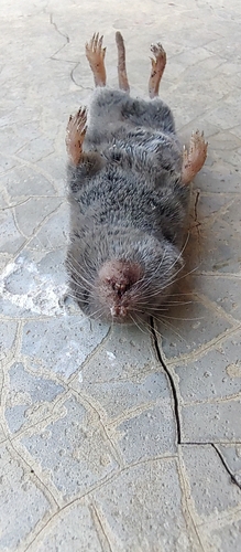 Yucatan Small-eared Shrew
