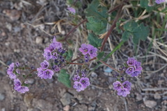 Phacelia bombycina
