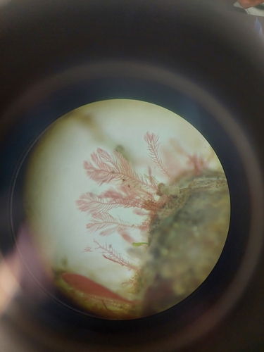 Representative image of Pterothamnion plumula