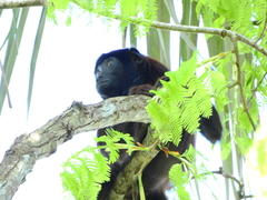Alouatta discolor