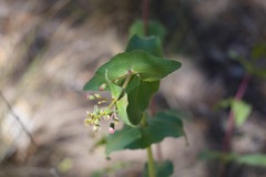 Penstemon pseudospectabilis