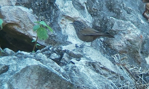 Annam Limestone Babbler