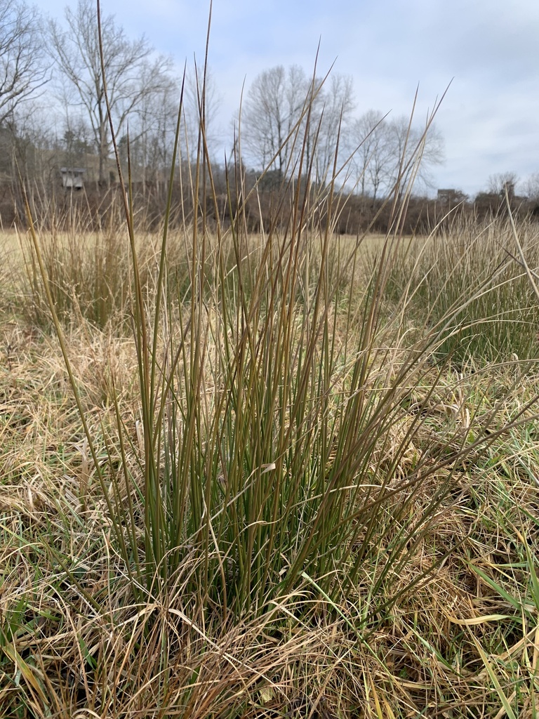 rushes from Sams Creek Rd, Mineral Wells, WV, US on February 1, 2024 at 1001 AM by arthfael