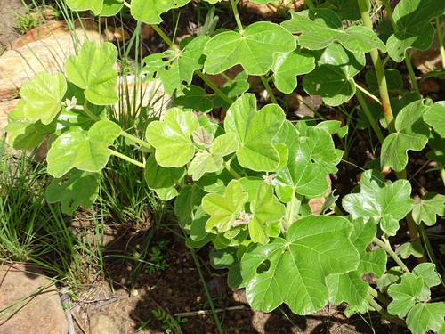 Foto de Algodãozinho-do-cerrado