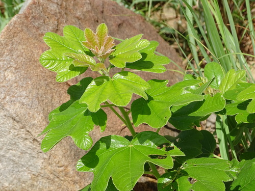 Foto de Algodãozinho-do-cerrado