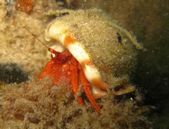 Paguristes frontalis