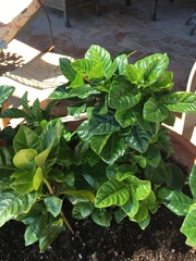 Gardenia jasminoides