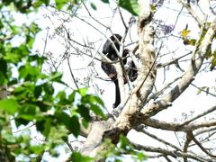 Alouatta discolor